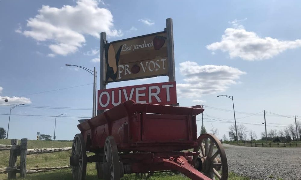 Un été plus calme chez les producteurs maraîchers