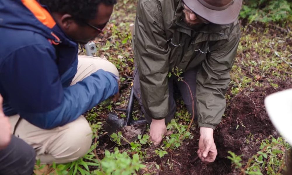 Une microforêt prend racine à La Prairie
