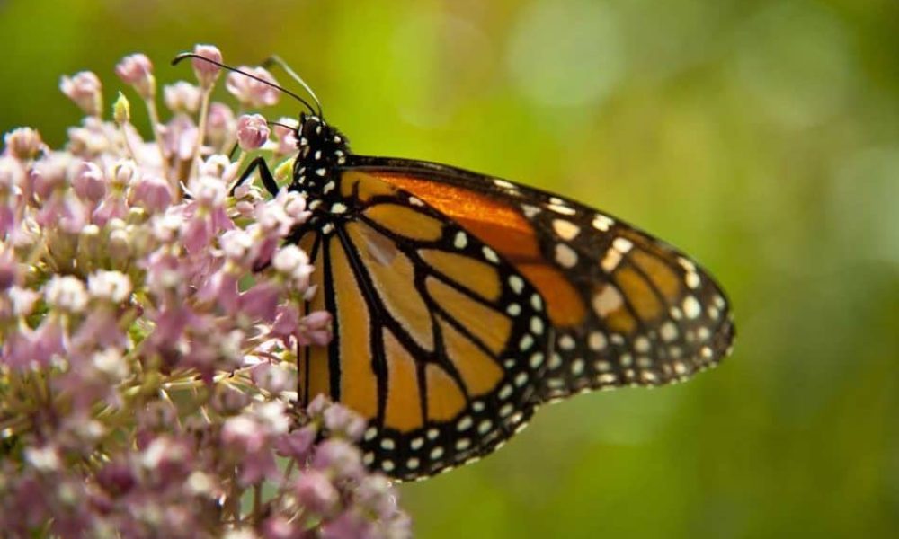 Ville de St-Bruno-de-Montarville