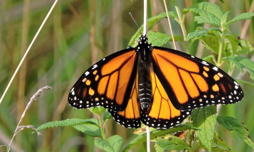 papillon Monarque