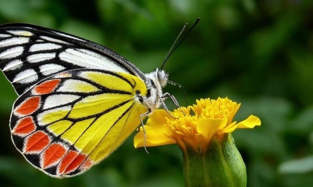 Saint-Bruno-de-Montarville renouvelle le Défi pollinisateur