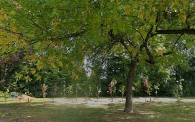 Boucherville planifie un vaste chantier pour protéger sa canopée 