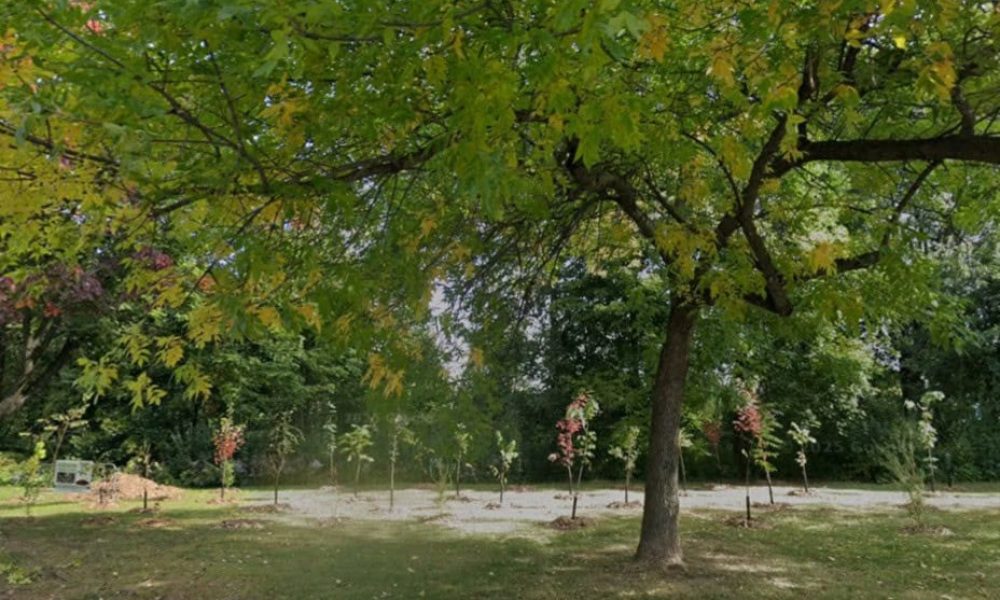 Boucherville planifie un vaste chantier pour protéger sa canopée 