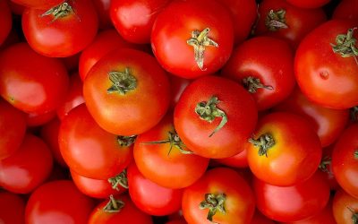 Article: Boucherville met de l’avant sa fête des récoltes en septembre