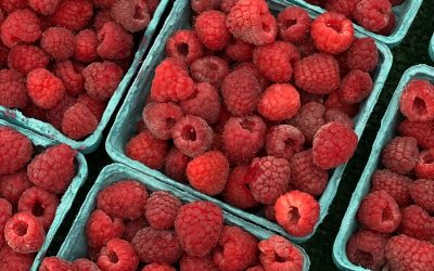 Article: Les amateurs de framboises et de fraises de chez nous peuvent en manger plus longtemps