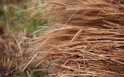 Article: Élections: Les producteurs de grains veulent du concret pour protéger l’agriculture 