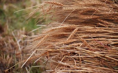 Article: Élections: Les producteurs de grains veulent du concret pour protéger l’agriculture 