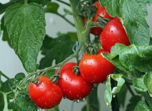 tomates boucherville agriculture
