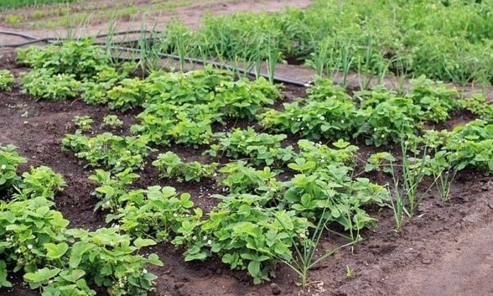 Nouvelle politique horticole à Sainte-Julie