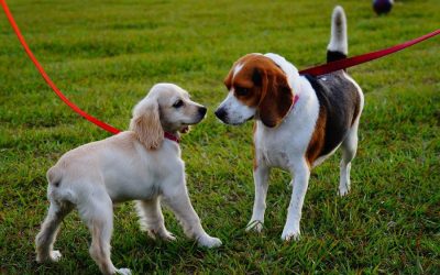 De nouveaux parcs canins aménagés à Longueuil