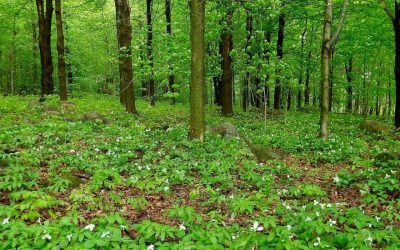 photo: Ville de Mont-Saint-Hilaire