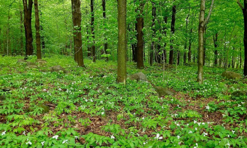 photo: Ville de Mont-Saint-Hilaire