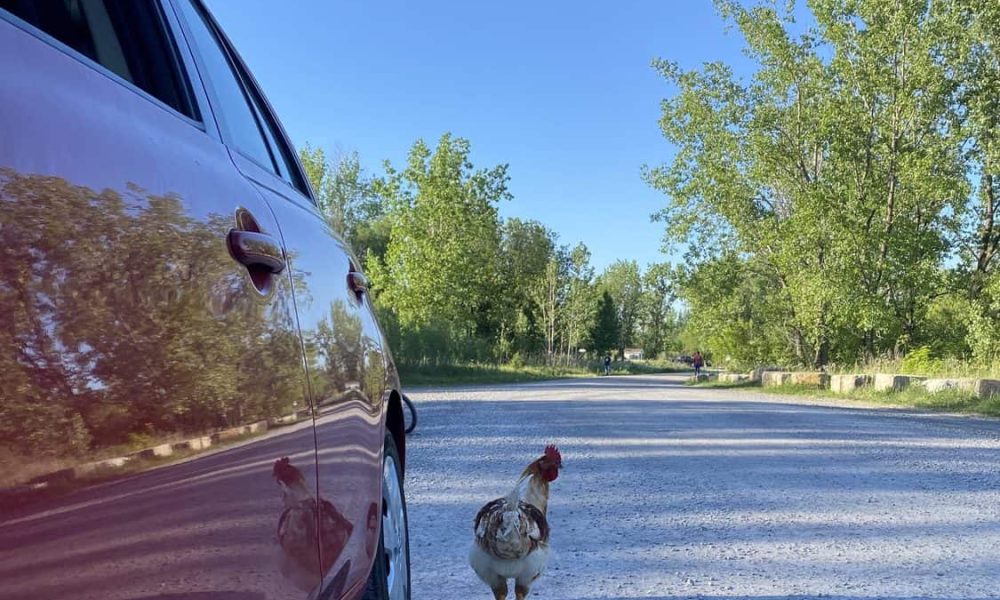 Une poule en liberté sème l'émoi sur boulevard Vauqueiin
