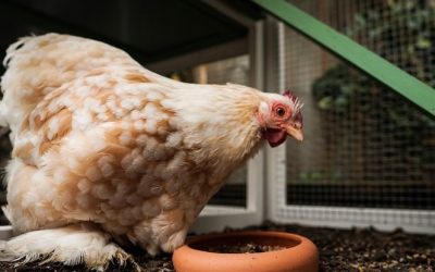 AgriPoule veut mieux éduquer les citoyens sur l’élevage des poules