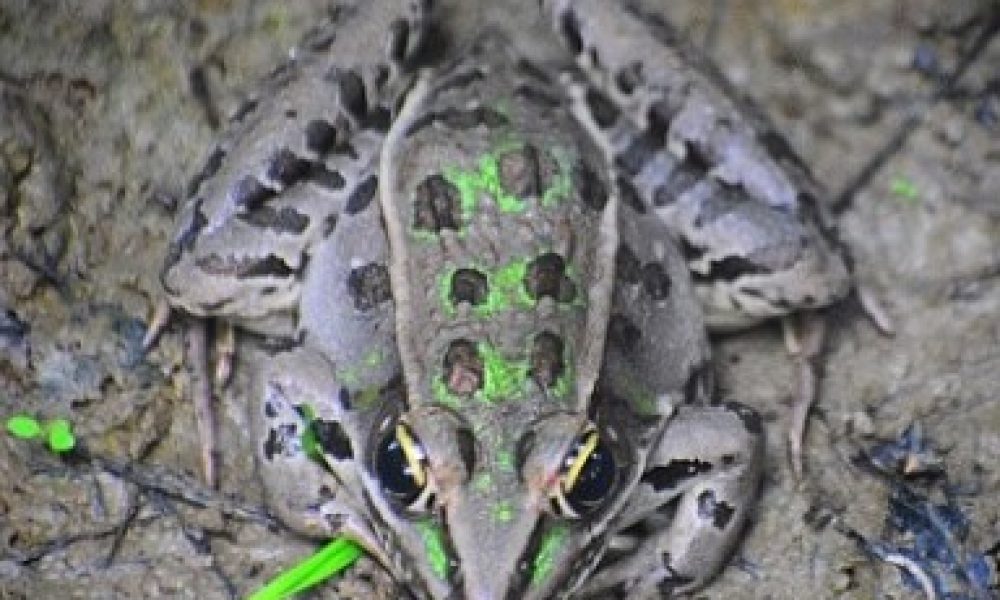 La défense de la rainette faux-grillon pourrait se rendre en Cour