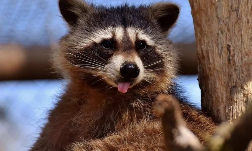 La rage du raton laveur revient hanter la Montérégie