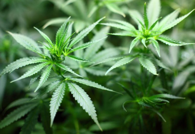 Sainte-Julie modifie sa réglementation en lien avec la culture du cannabis sur son territoire.  Photo: Pixabay