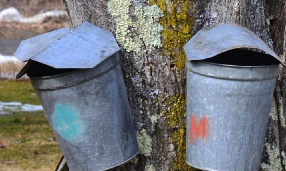 Début de saison hâtif pour les producteurs d’érable