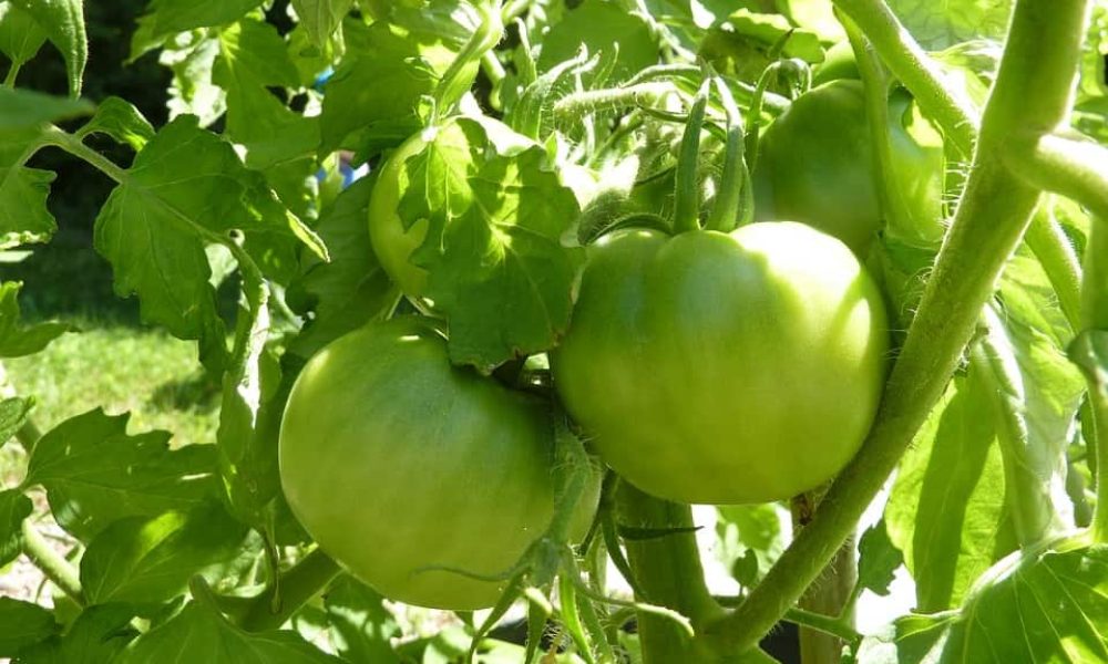 tomato-19656_960_720