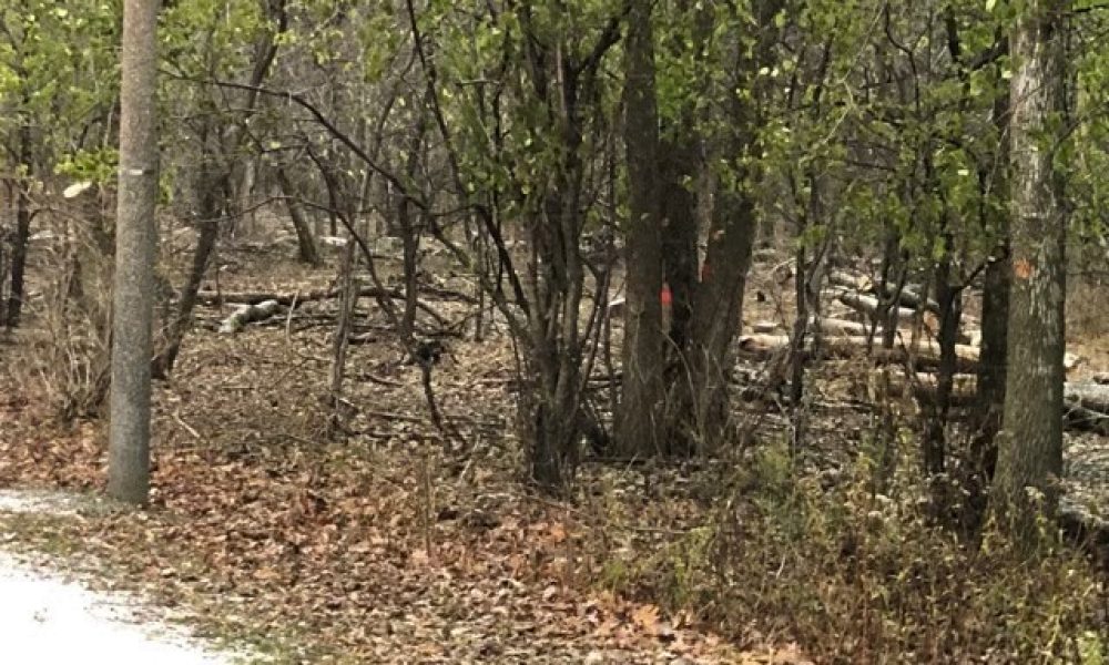 Longueuil n’a d’autres choix que d’abaisser la population de cerfs