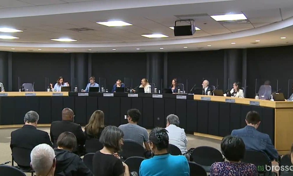 Des chats errants devenus trop envahissants