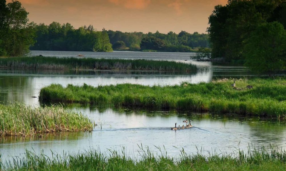 Une opportunité de financement pour favoriser la restauration et la création de milieux humides  